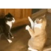 Animais malucos 😎 9
