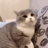 Mewing gato gatos 20