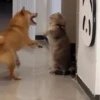 Peleas 12