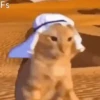 GATINHOS MEMES😹 12