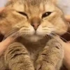 Gif kucing 7