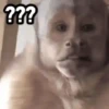 ???