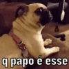 REAÇÕES ANIMADAS 11