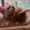 Gatitos lindos 3.0 - anubiss 13