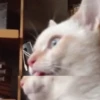 Cat 12