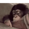 Animais malucos 😎 8