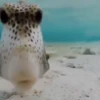 Funny animals🐾🐾 8