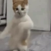 Gatos  5