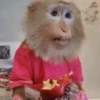 Monos  8