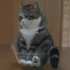 😻Gatitos Pal Chat 2 😹 20