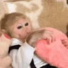 🙉Monos 🙊🐵 7
