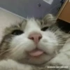 Gatos para tus chats  13