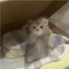 Gatos  9
