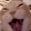 GATOS ANIMADOS ❤️🐈 7