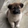 Gif cachorro 12