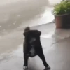 XITPOST ANIMADO  ˃̵ᴗ˂̵ 12