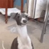 एनिमेटेड पिल्ले 🐶 9