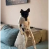 Perritos con actitud 2 📲🐕 7