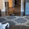 Funny animals🐾🐾 9