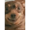 Engraçados 15