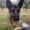 Funny animals🐾🐾 7