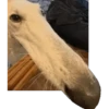 XITPOST ANIMADO  ˃̵ᴗ˂̵ 10
