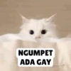 Low quality cat 15