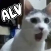 Memes de Animales 🐕🐈 14