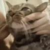 Perros y Gatos memes 🐾🐈🐶🐈‍⬛ 14