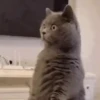 😻Gatitos Pal Chat 2 😹 16
