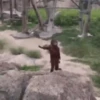 Punch monkey mono macaco 4
