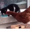 Animals Reaction 8