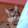 Cat 6