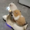 Animalitos 🦝🐭🐰🦊 25
