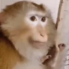 Macacos 12