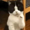 GATOS ANIMADOS ❤️🐈 5