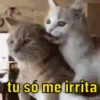 SÓ GATINHOS FOFOS ❤️ 6