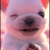 Pibble perro Tiktok 😎 16