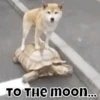 My Crypto Life 15