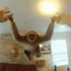 Macaquinhos reagindo 🙈 29