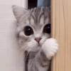 Mas Gatitos Randomcitos 🐾🐱 5