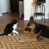 Peleas 17