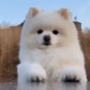 Funny animals🐾🐾 6
