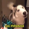 Husky fofinhos 10