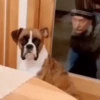 Perros y Gatos memes 🐾🐈🐶🐈‍⬛ 11