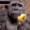 Macaco | Reações  5