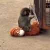 Punch monito 🙈 peluche 🧸 14