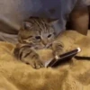 SÓ GATINHOS FOFOS ❤️ 12
