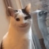 Gatitos Animados 😍✨ 9