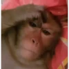 Monos  12